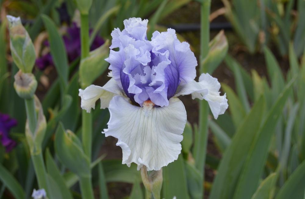 Photo of Tall Bearded Iris (Iris 'Frontline') uploaded by KentPfeiffer