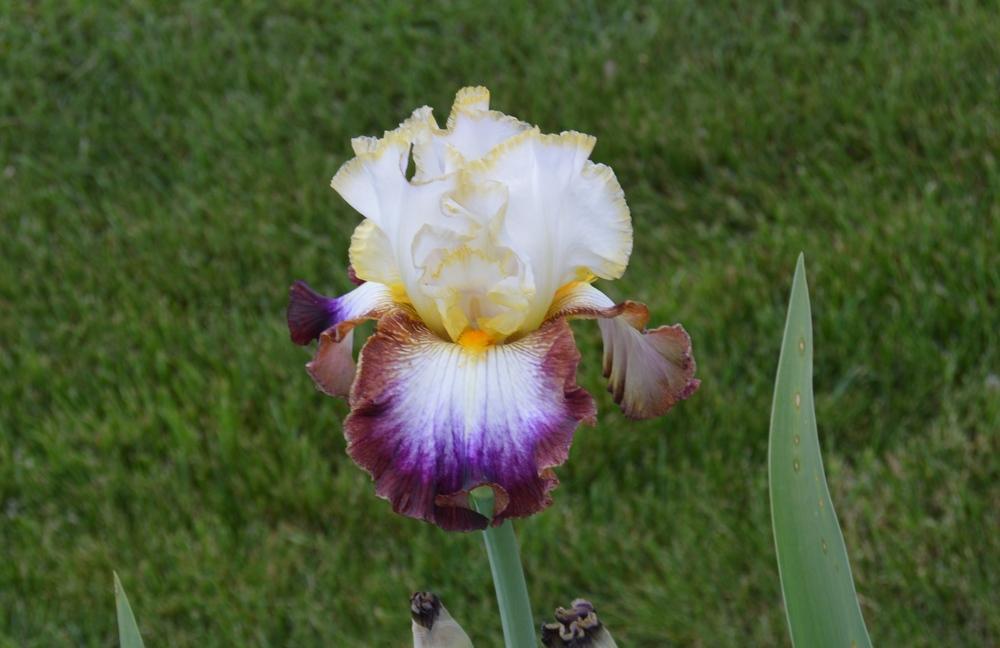 Photo of Tall Bearded Iris (Iris 'Edge of Heaven') uploaded by KentPfeiffer