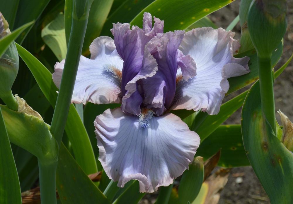 Photo of Tall Bearded Iris (Iris 'Fred and Ginger') uploaded by KentPfeiffer
