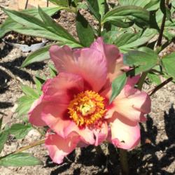 Location: Elizabeth Colorado
Date: 2015-06-17
1st bloom on 1st year plant