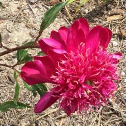 Location: Elizabeth Colorado
Date: 2015-06-21
1st bloom on 1st year plant
