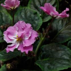 Location: murchison, tx
Date: 10:11-15
African Violet "pink pearls"