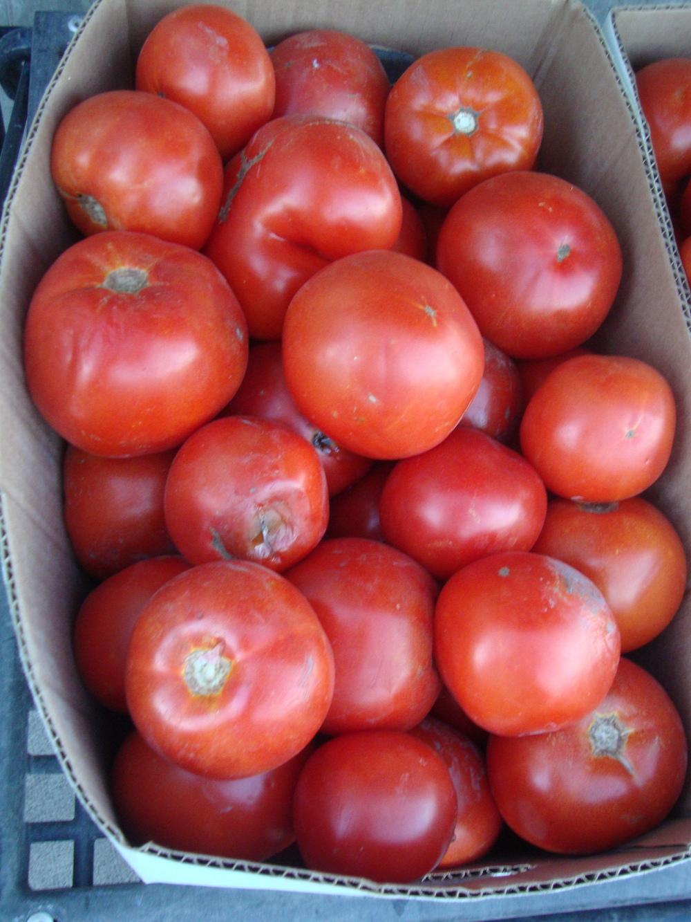 Photo of Tomatoes (Solanum lycopersicum) uploaded by Paul2032