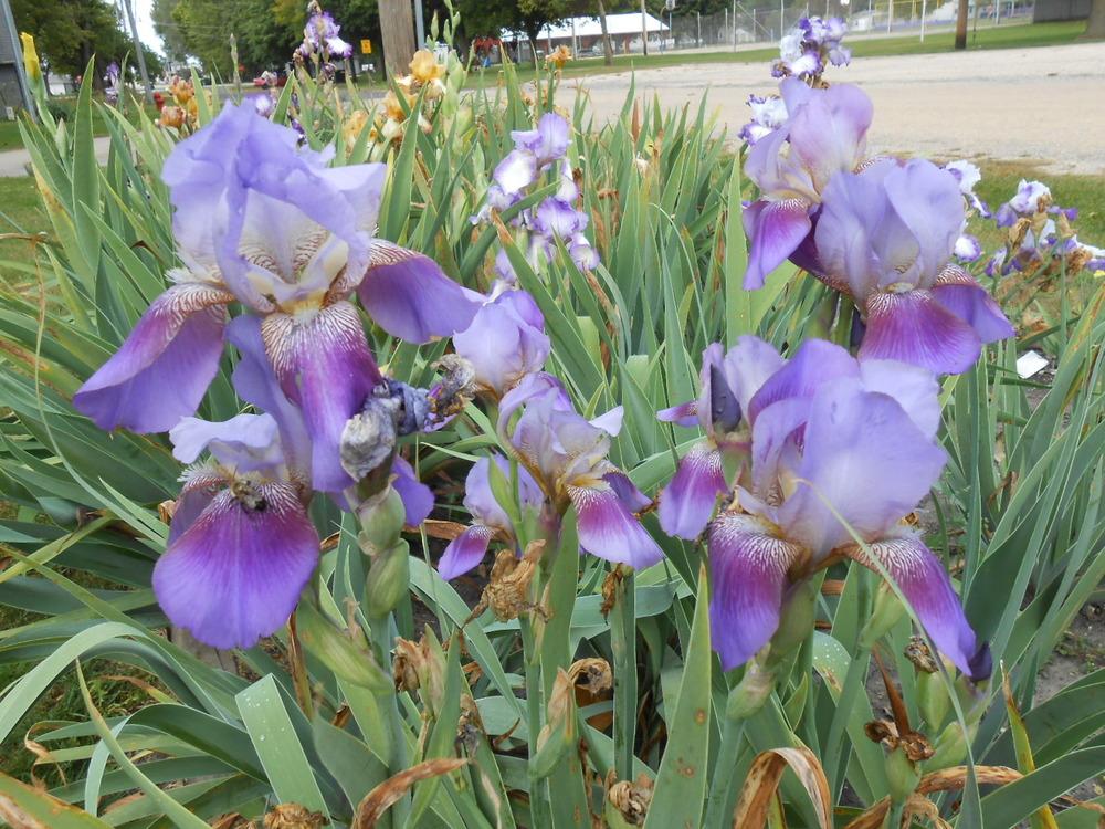 Photo of Tall Bearded Iris (Iris 'September Sailor') uploaded by crowrita1