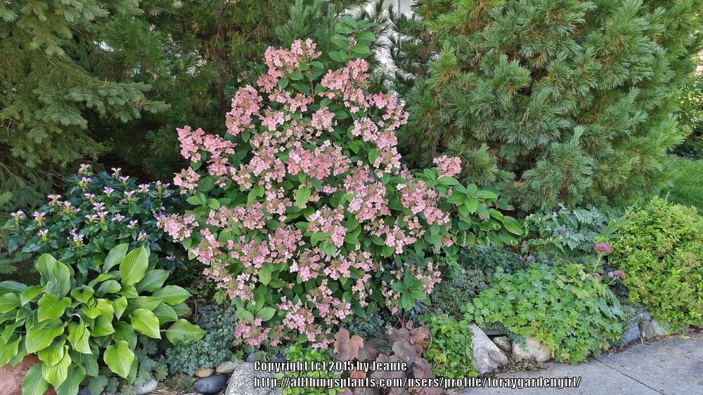 Photo of Late Panicle Hydrangea (Hydrangea paniculata Quick Fire®) uploaded by foraygardengirl