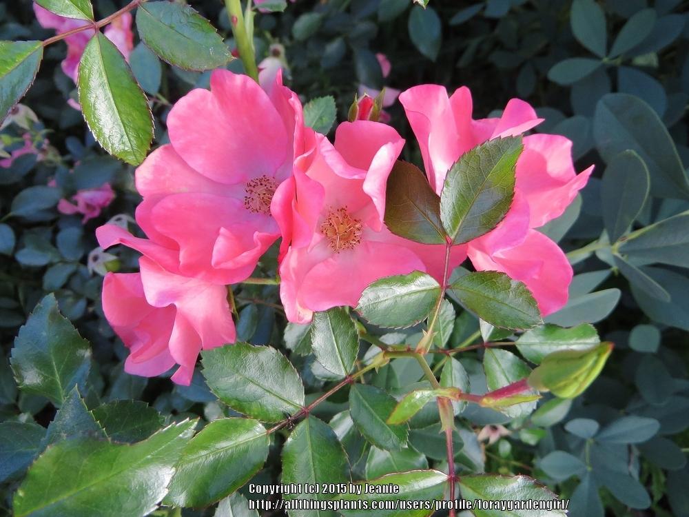 Photo of Groundcover Rose (Rosa 'Flower Carpet Coral') uploaded by foraygardengirl