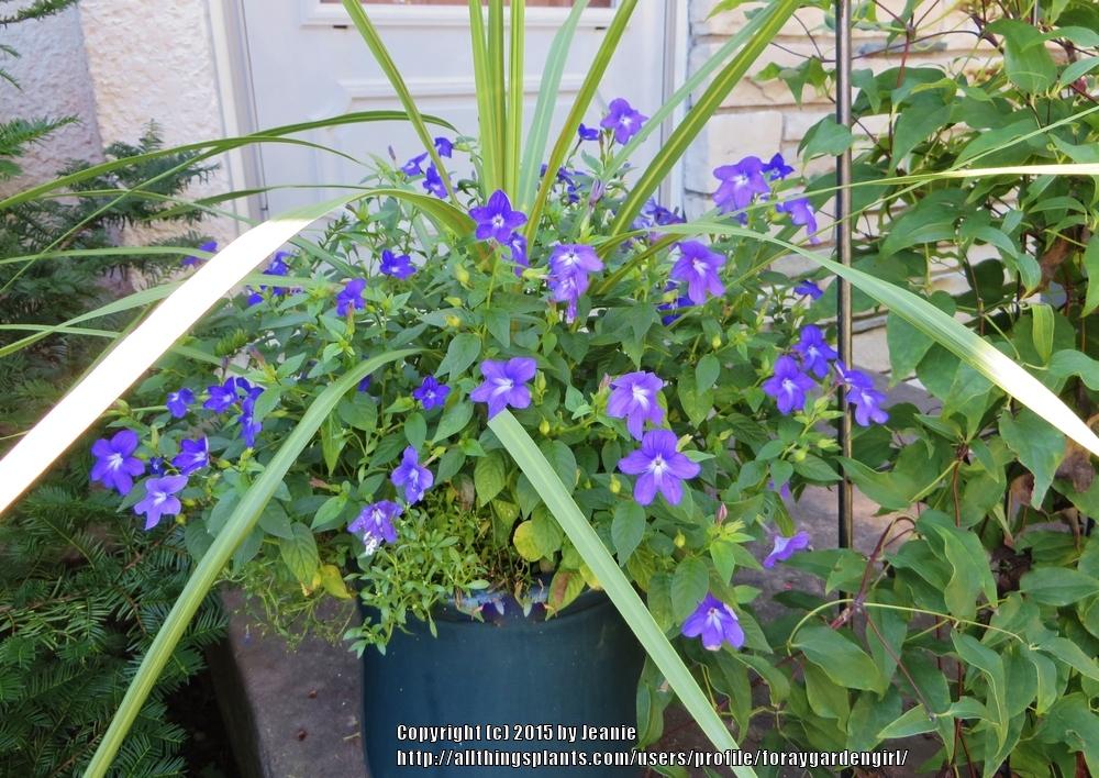 Photo of Bush Violet (Browallia speciosa 'Blue Bells') uploaded by foraygardengirl