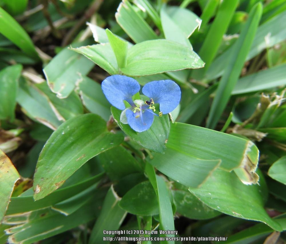 Photo of Spreading Dayflower (Commelina diffusa) uploaded by plantladylin