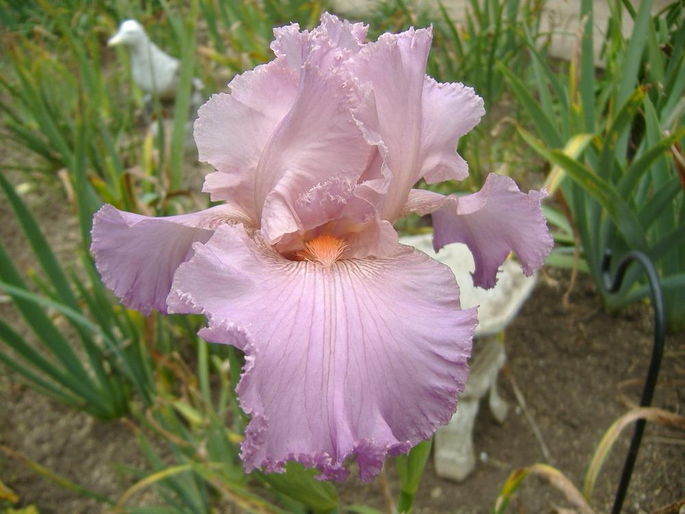 Photo of Tall Bearded Iris (Iris 'Jennifer Rebecca') uploaded by tveguy3