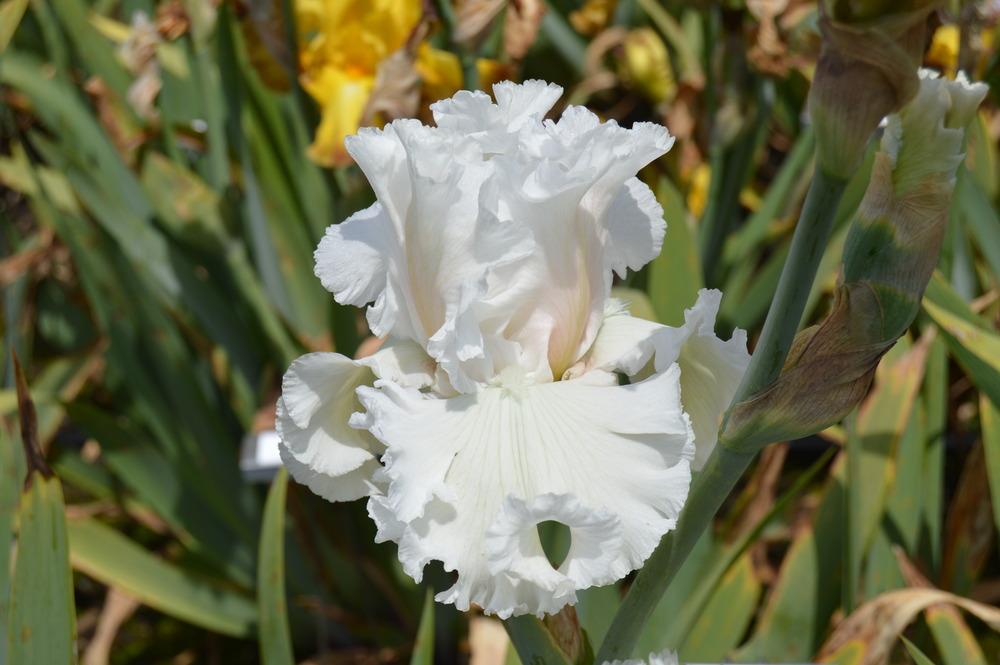 Photo of Tall Bearded Iris (Iris 'Heavenly Host') uploaded by KentPfeiffer