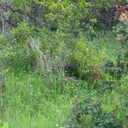 
Wild growing Oxalis arenaria (Zapallar, Quebrada El Tigre, Chile)