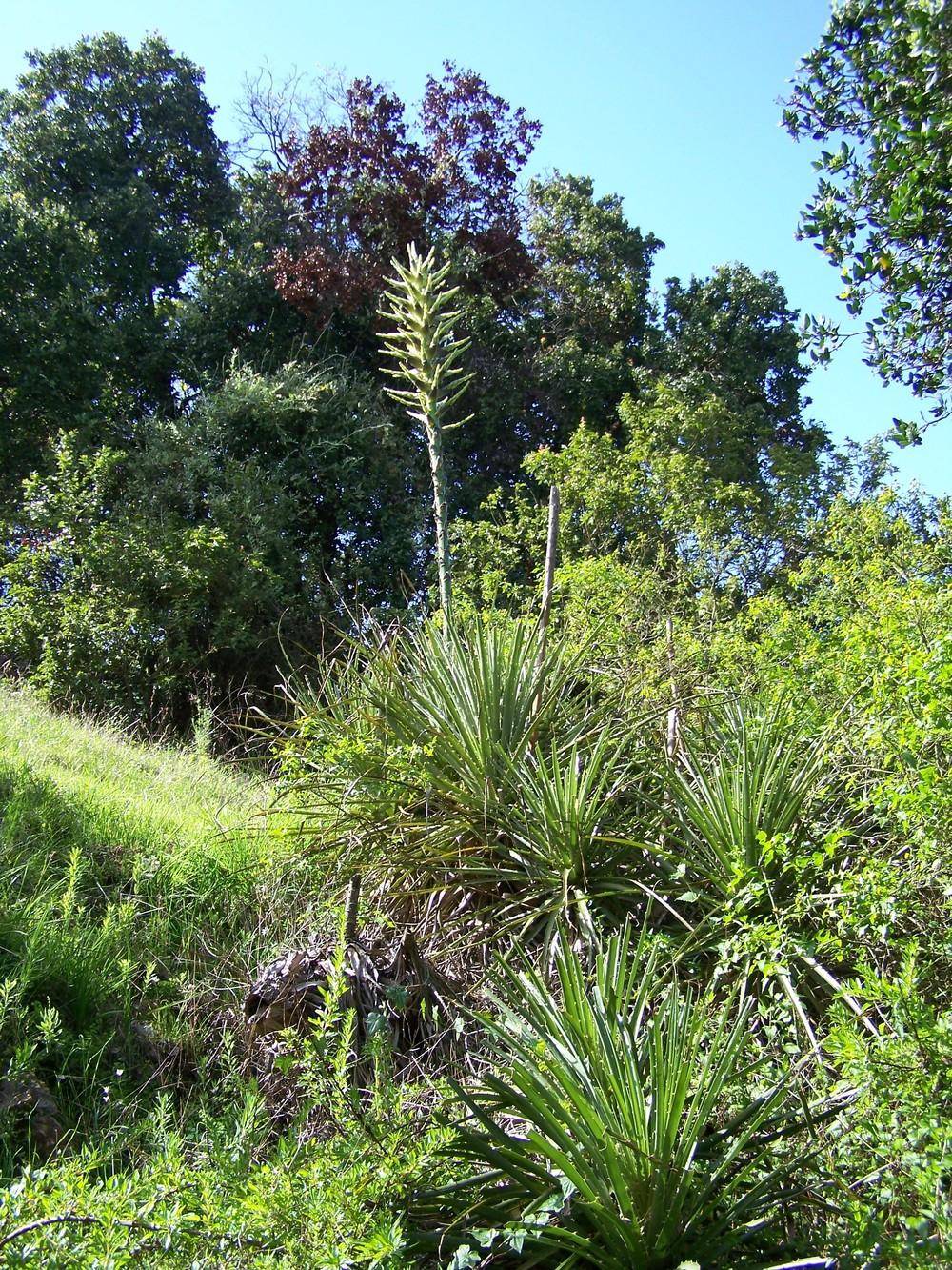 Photo of Chilean Puya (Puya chilensis) uploaded by Mutisia