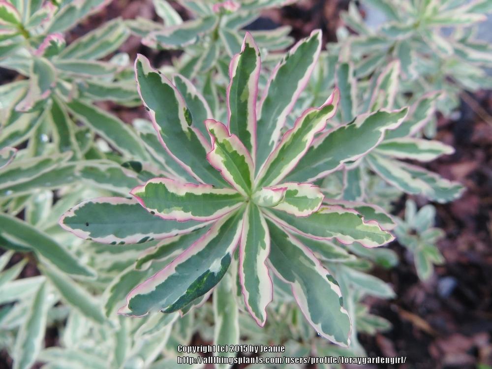 Photo of Cushion Spurge (Euphorbia epithymoides 'First Blush') uploaded by foraygardengirl