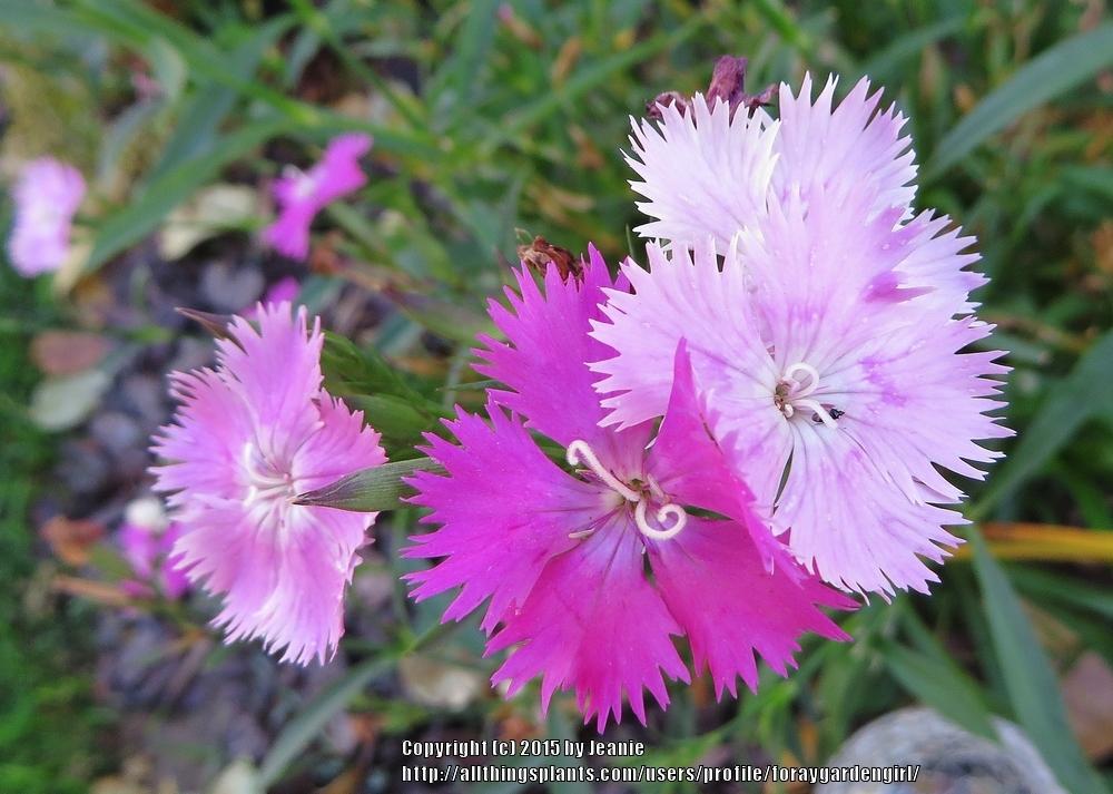 Photo of Cheddar Pink (Dianthus First Love™) uploaded by foraygardengirl