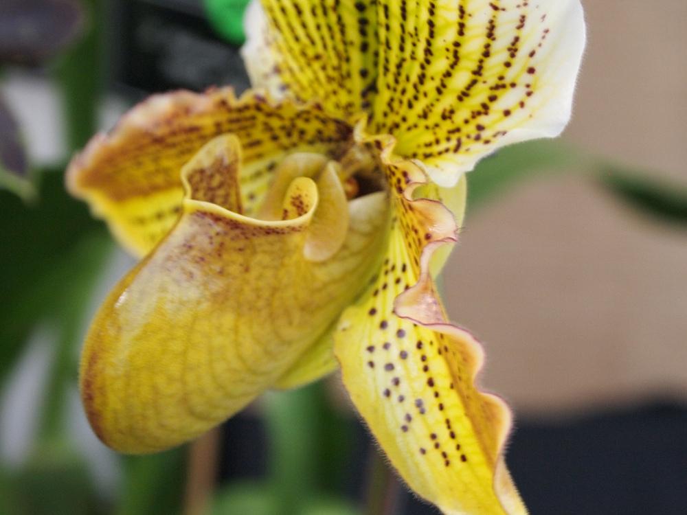 Photo of Orchid (Paphiopedilum Golden Crest) uploaded by robertduval14