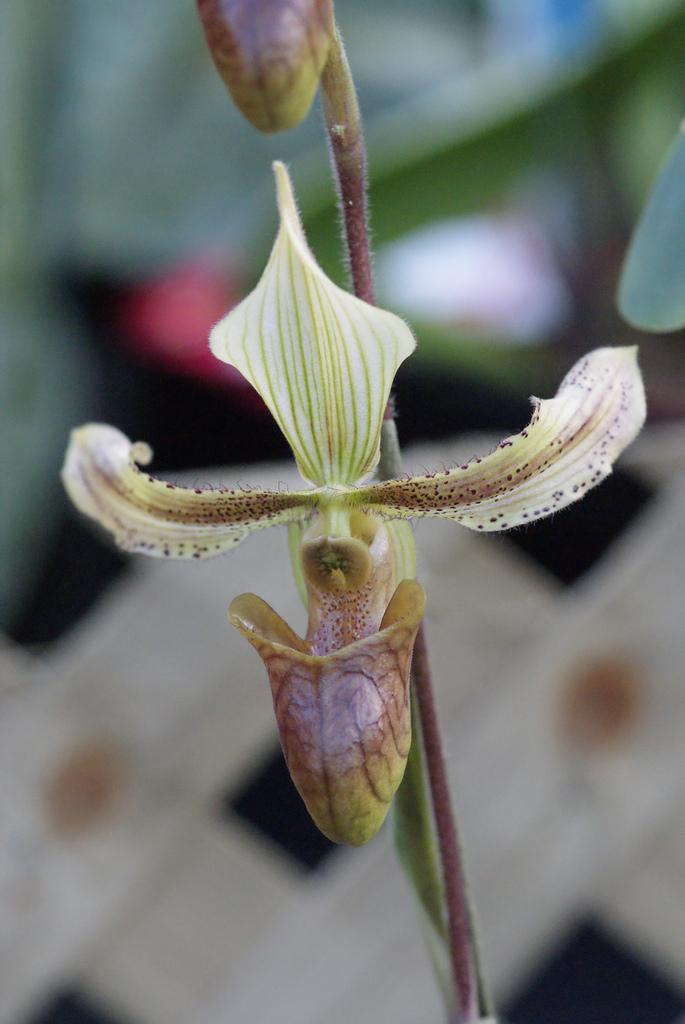Photo of Slipper Orchid (Paphiopedilum sugiyamanum) uploaded by robertduval14
