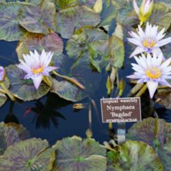 Location: Bronx Botanical garden, NY
Date: 2015-10
conservatory ponds