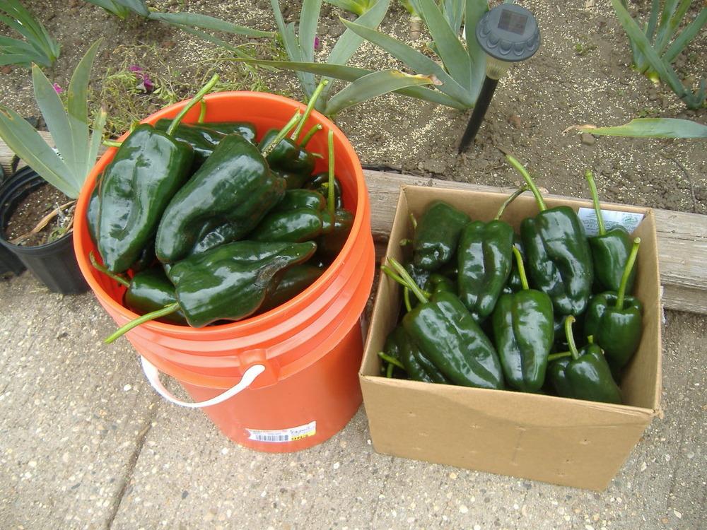 Photo of Chili Pepper (Capsicum annuum 'Poblano') uploaded by tveguy3