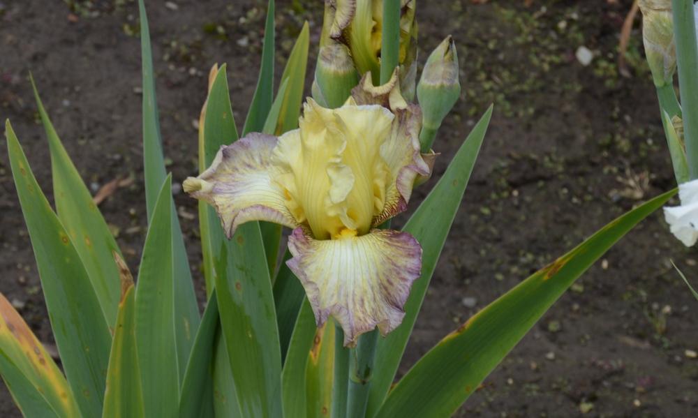 Photo of Tall Bearded Iris (Iris 'Hint of Dawn') uploaded by KentPfeiffer