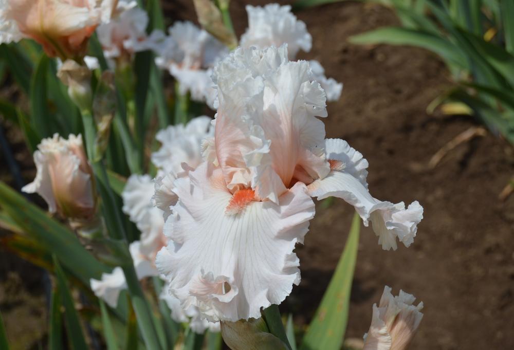 Photo of Tall Bearded Iris (Iris 'Hopeless Romantic') uploaded by KentPfeiffer