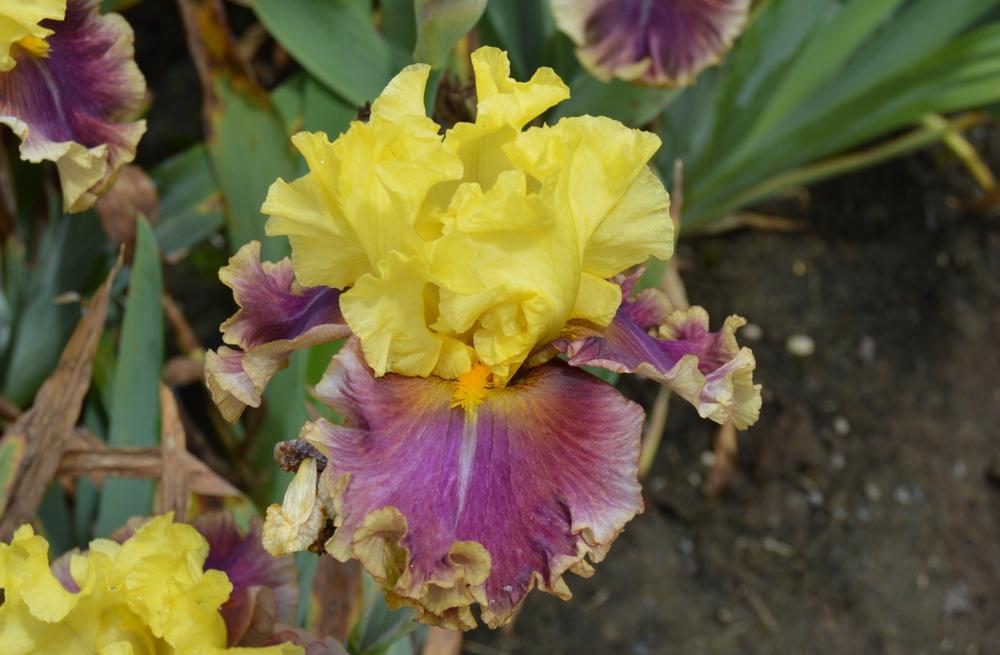 Photo of Tall Bearded Iris (Iris 'In the News') uploaded by KentPfeiffer