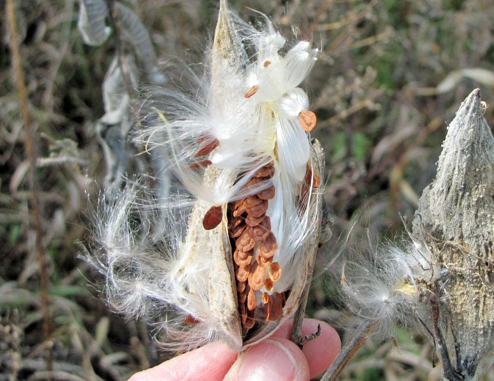 Photo of Common Milkweed (Asclepias syriaca) uploaded by TBGDN