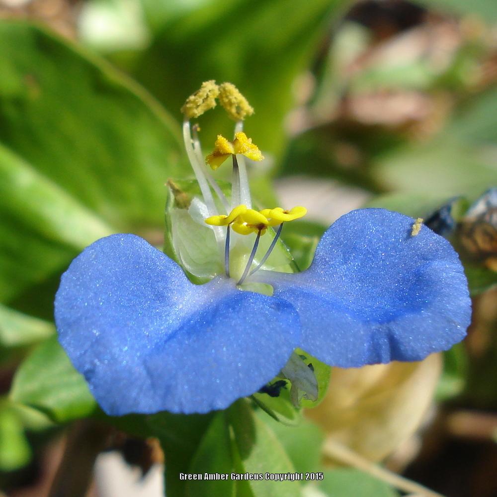 Photo of Asiatic Dayflower (Commelina communis) uploaded by lovemyhouse