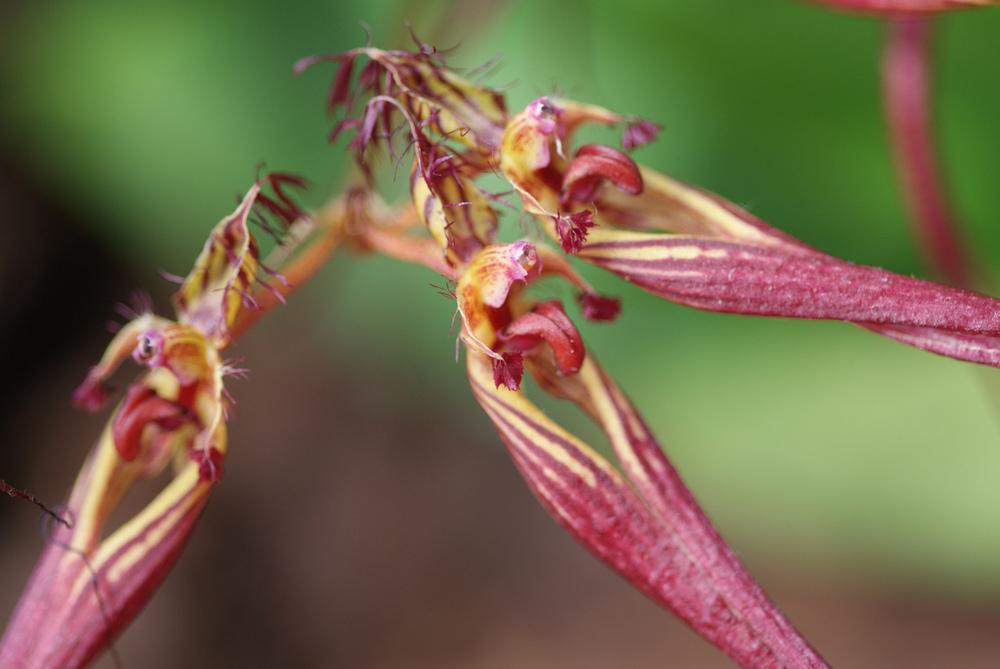 Photo of Orchid (Bulbophyllum wendlandianum) uploaded by robertduval14