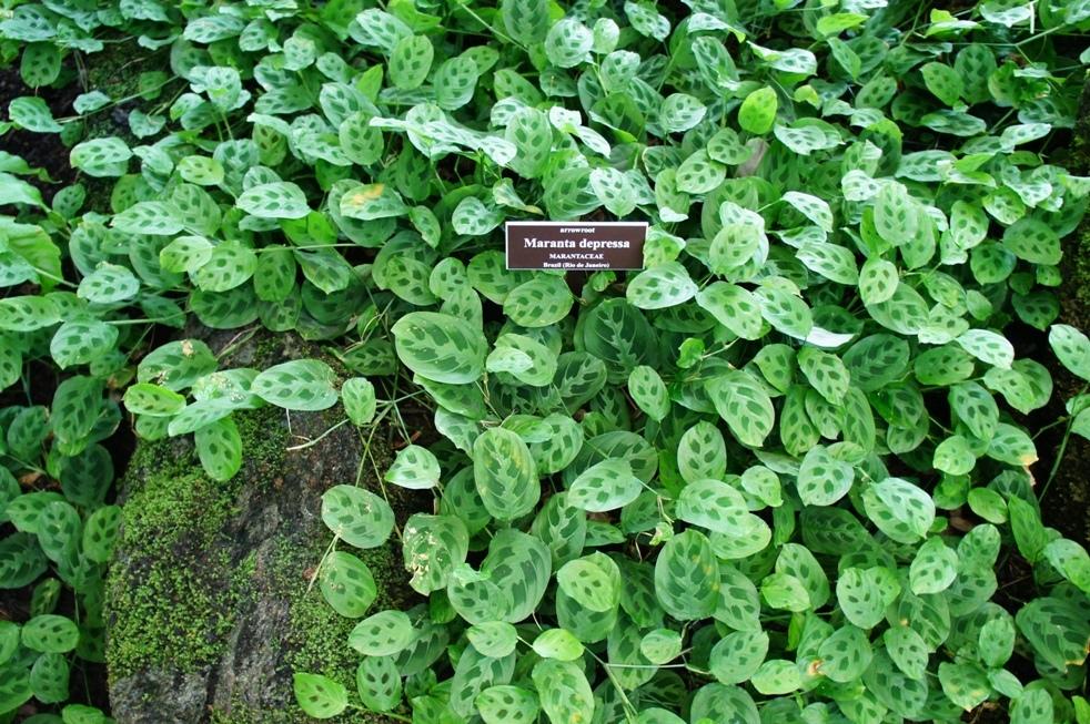 Photo of Prayer Plant (Maranta leuconeura) uploaded by skylark