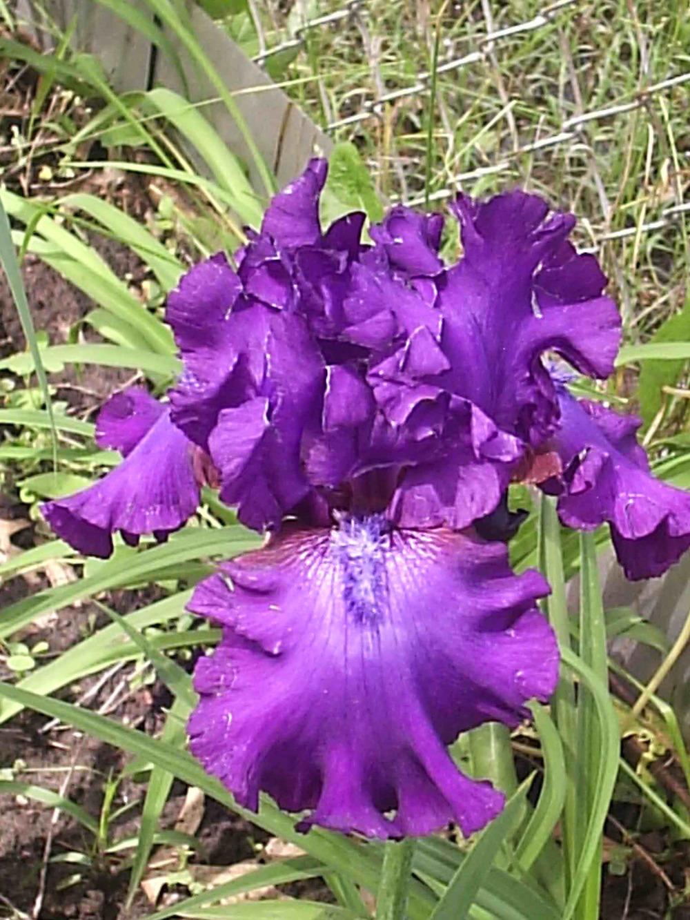 Photo of Tall Bearded Iris (Iris 'Swingtown') uploaded by yadah_tyger