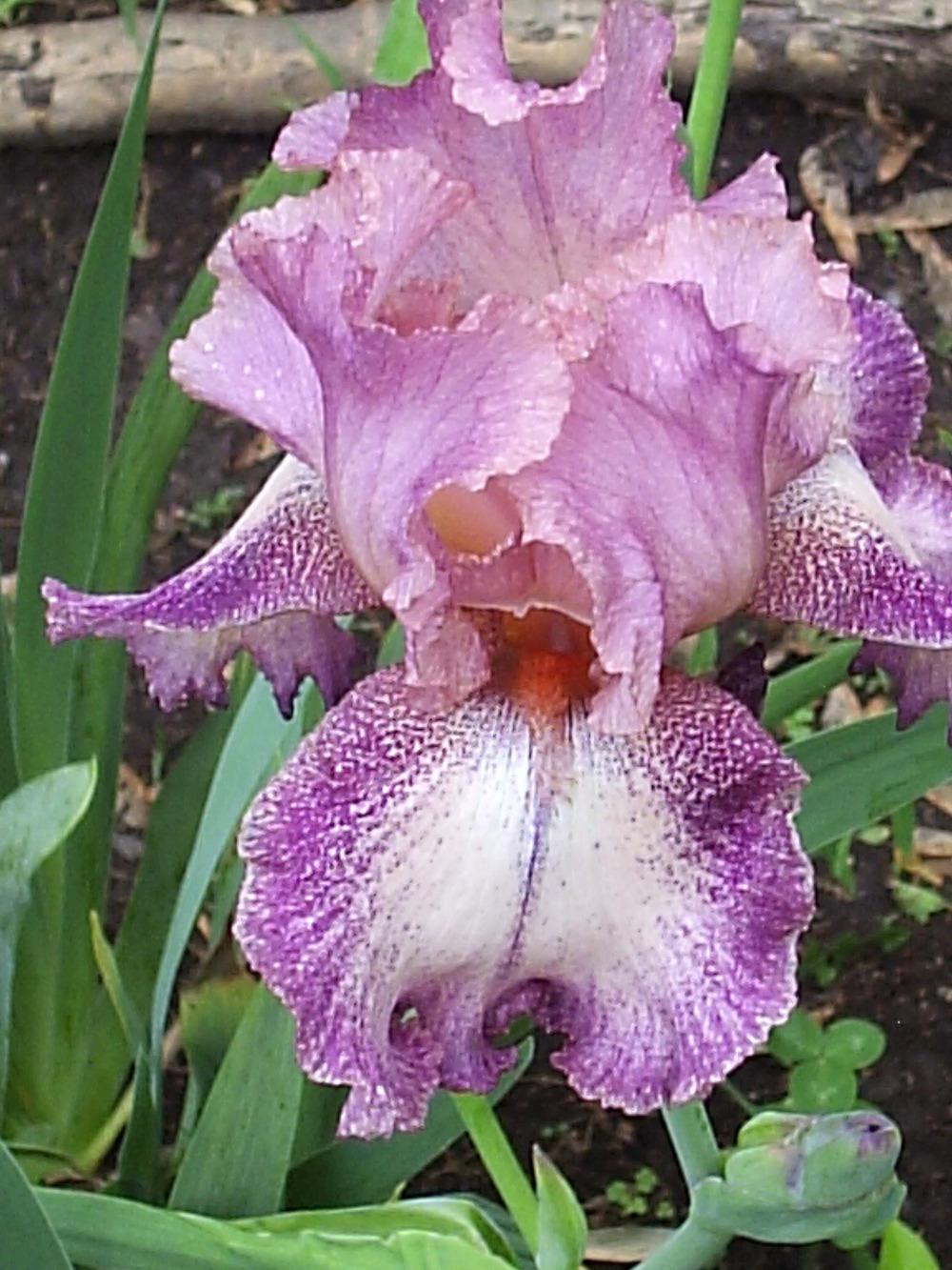Photo of Tall Bearded Iris (Iris 'Pink Froth') uploaded by yadah_tyger