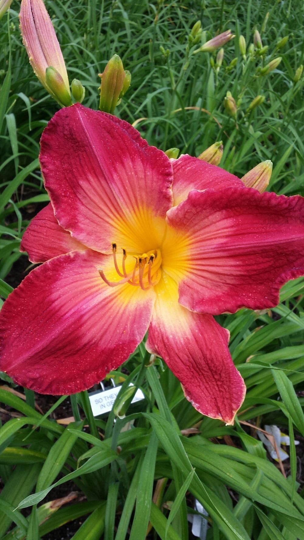 Photo of Daylily (Hemerocallis 'So They Met in Georgia') uploaded by Ahead
