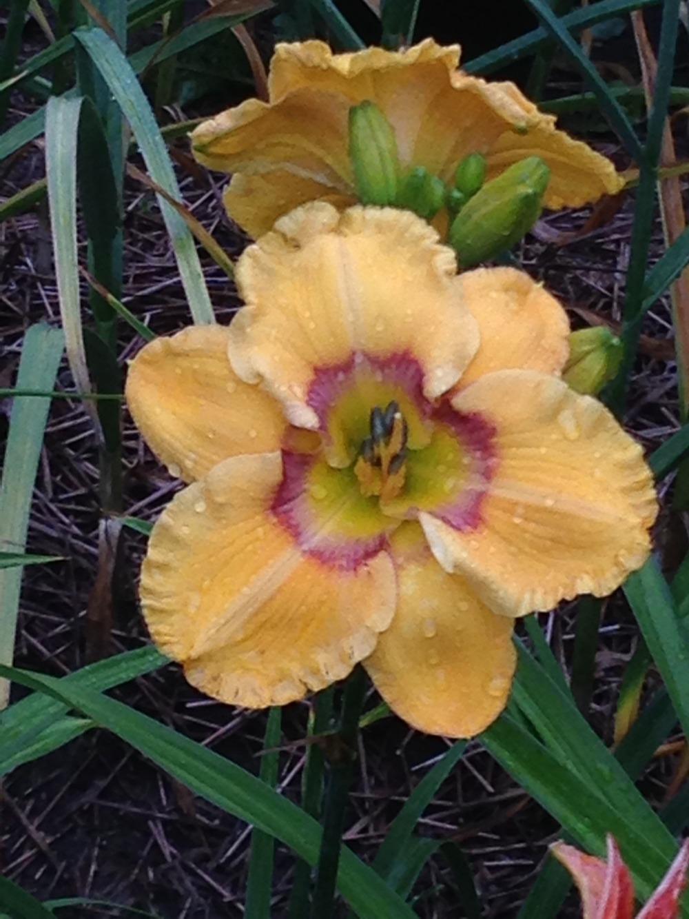 Photo of Daylily (Hemerocallis 'Faces of a Clown') uploaded by Growgirl
