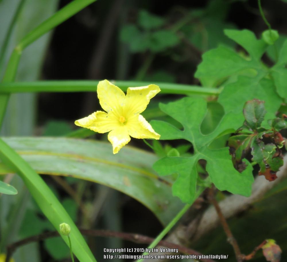 Photo of Bitter Gourd (Momordica charantia) uploaded by plantladylin