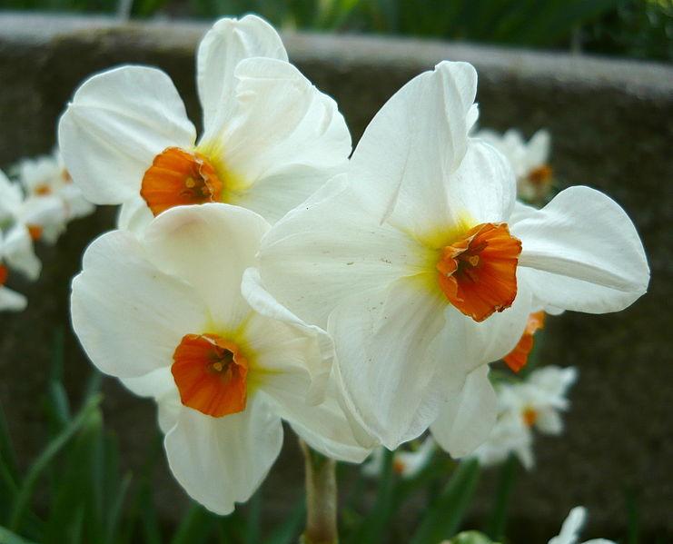 Photo of Tazetta Daffodil (Narcissus 'Cragford') uploaded by robertduval14