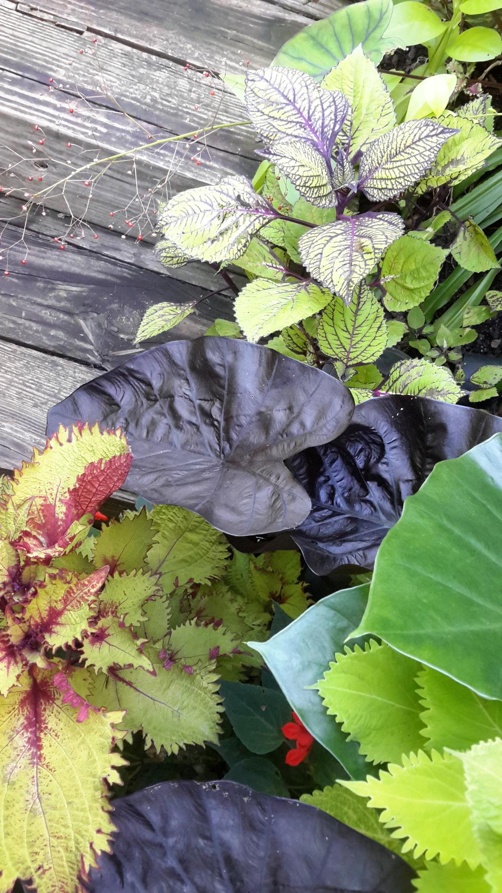 Photo of Elephant's Ear (Colocasia 'Black Ripple') uploaded by tropicgirl