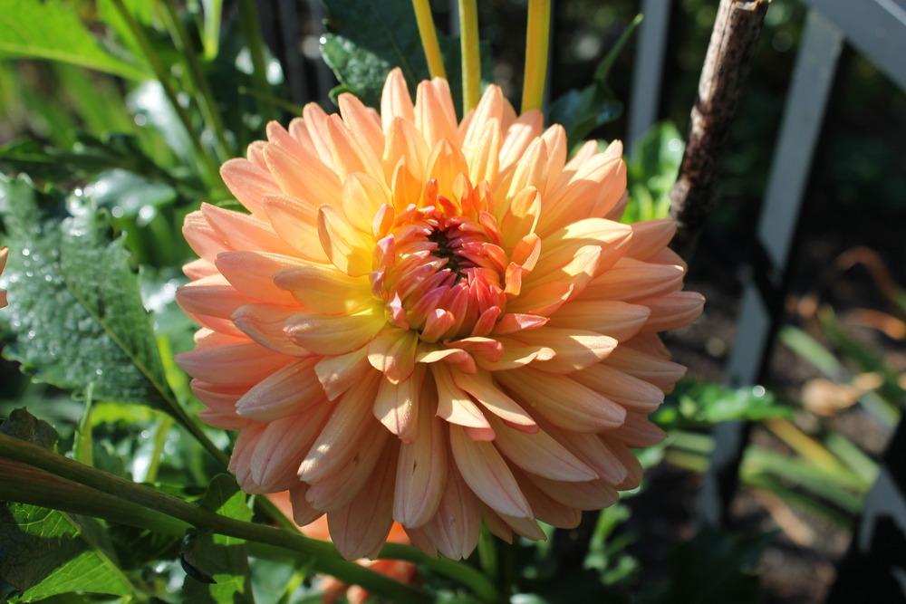 Photo of Dahlia 'Touche' uploaded by Meredith79