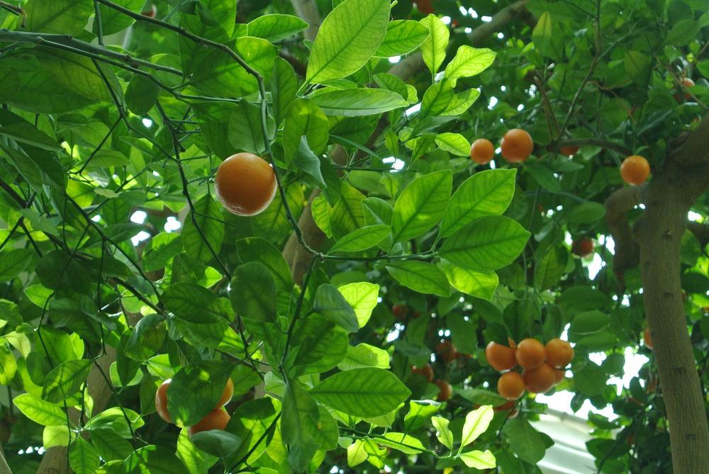 Photo of Calamondin Orange (Citrus x microcarpa) uploaded by robertduval14