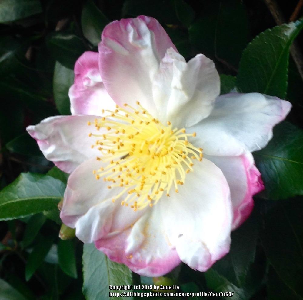 Photo of Camellias (Camellia) uploaded by Cem9165