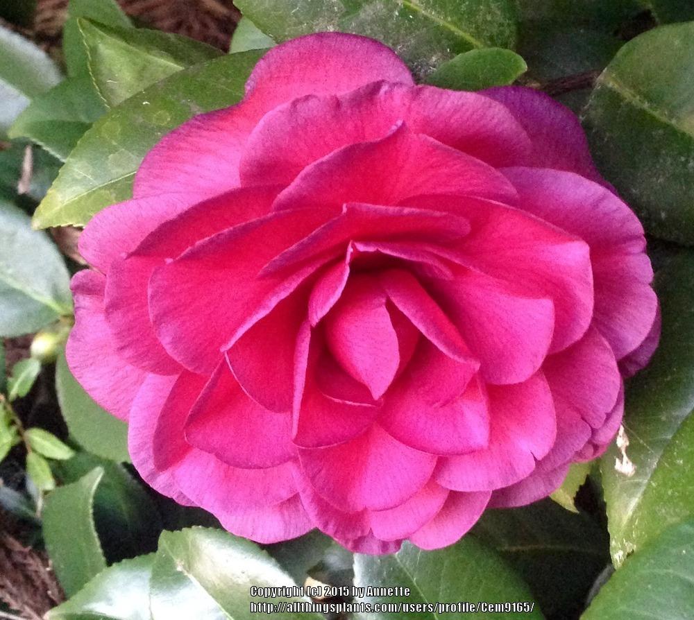 Photo of Camellias (Camellia) uploaded by Cem9165