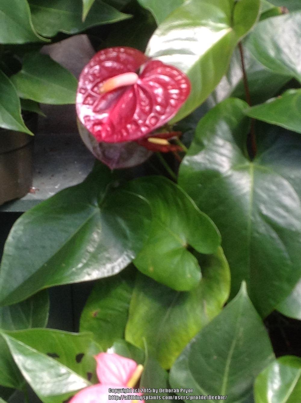 Photo of Anthuriums (Anthurium) uploaded by Deebie