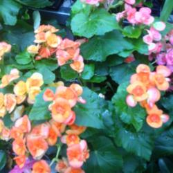 Location: Columbia, SC
Date: 2015-07-06
Wax begonia blooms