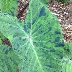 Location: Clemson, SC
Date: 2015-06-12
Colocasia Mojito Leaves