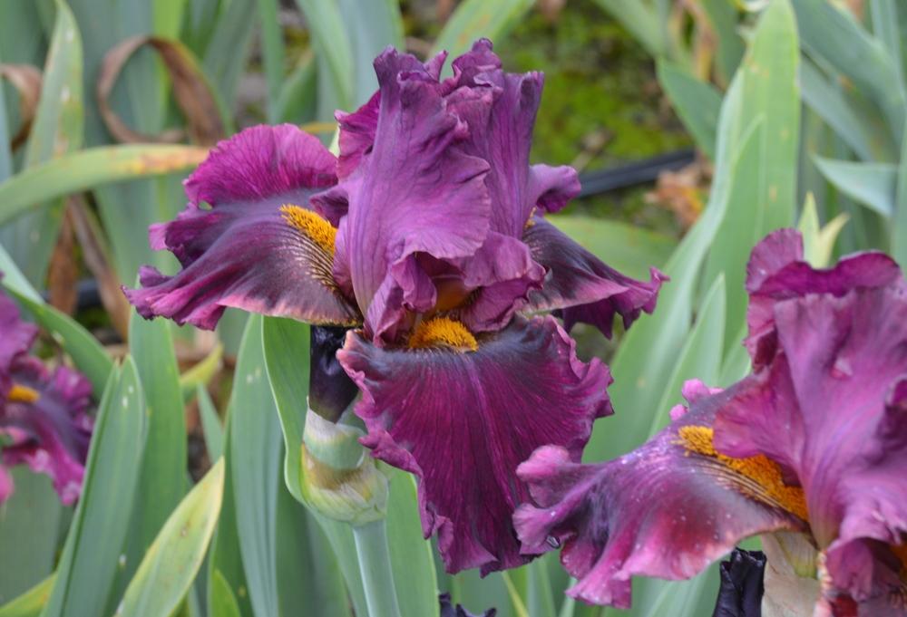 Photo of Tall Bearded Iris (Iris 'Name Game') uploaded by KentPfeiffer