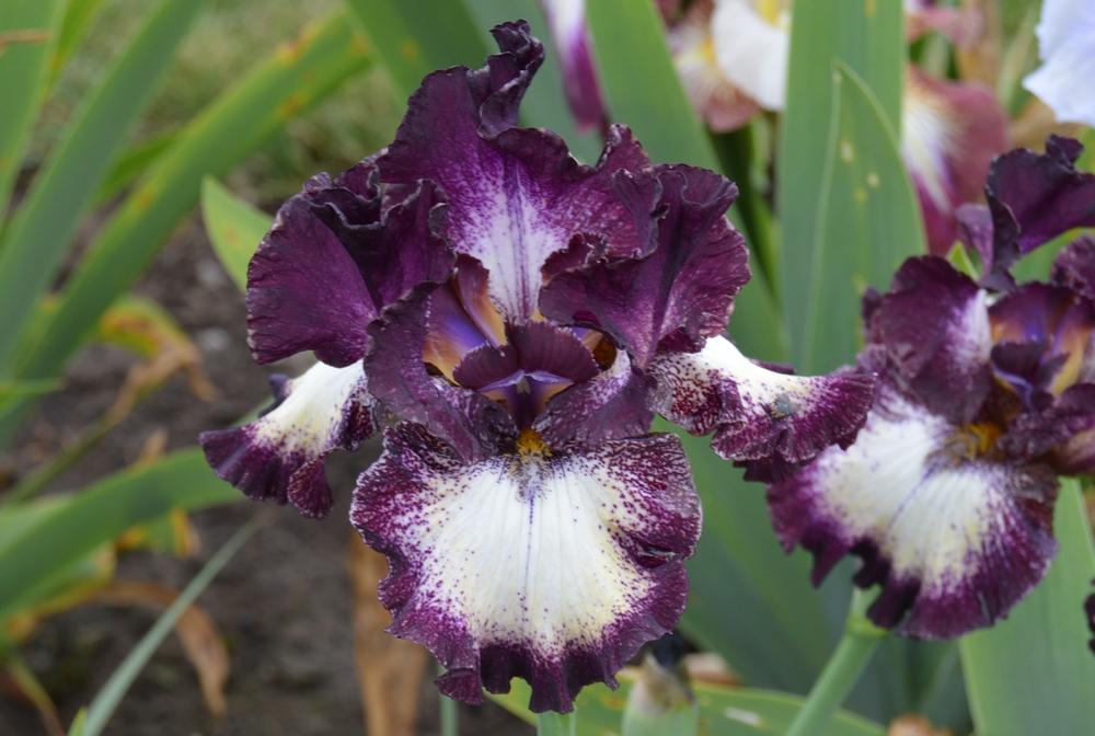 Photo of Tall Bearded Iris (Iris 'Out Walkin'') uploaded by KentPfeiffer