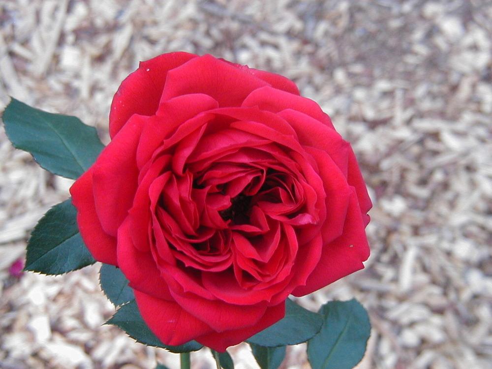 Photo of Rose (Rosa 'Francois Rabelais') uploaded by RoseBlush1