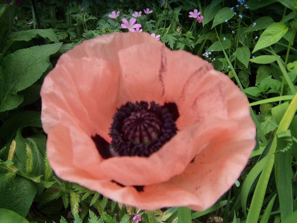 Photo of Oriental Poppy (Papaver orientale 'Princess Victoria Louise') uploaded by obliqua