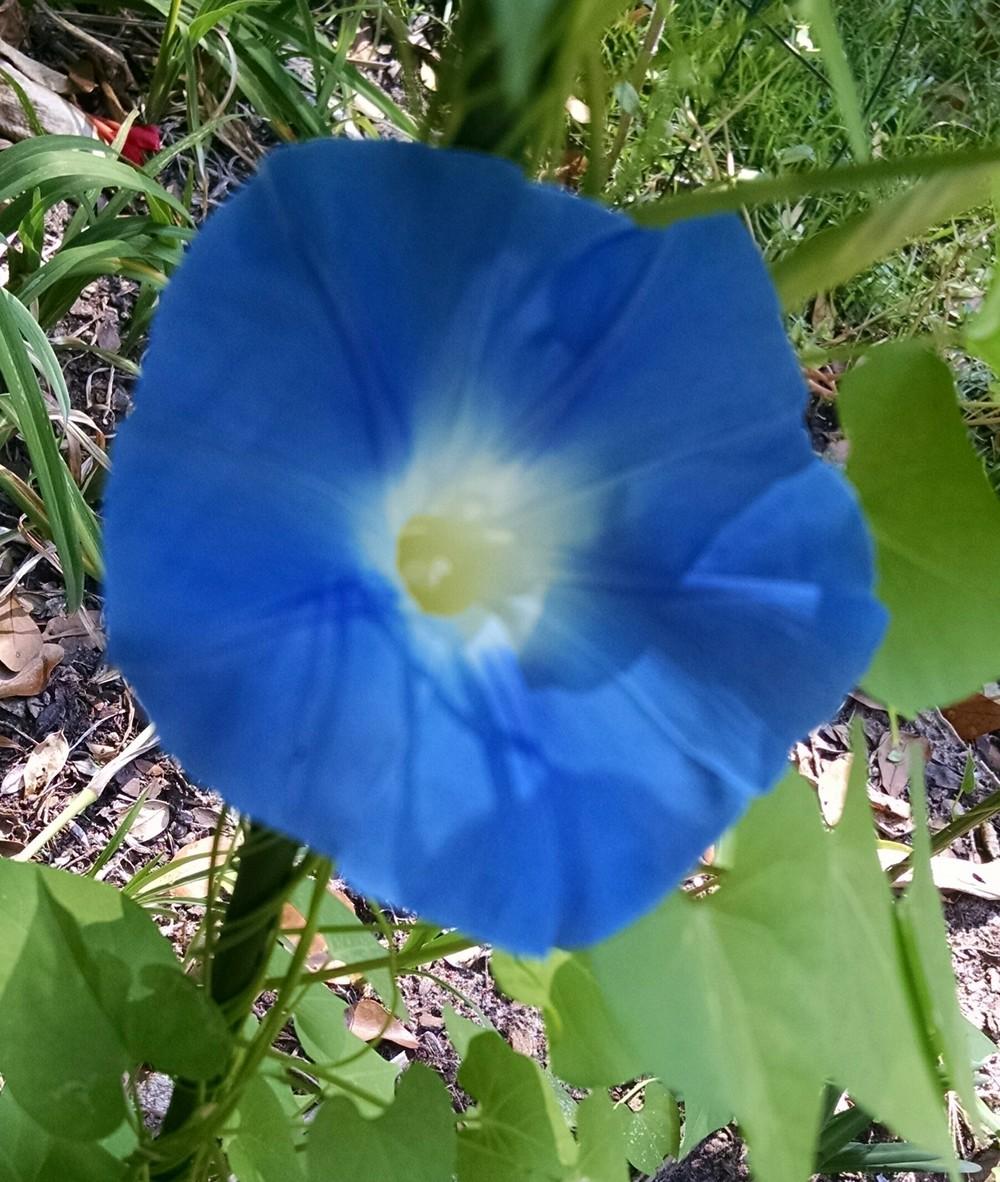 Photo of Morning Glory (Ipomoea tricolor 'Heavenly Blue') uploaded by sarahbugw