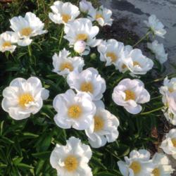 Location: Orangeburg, SC
Date: 2014-04-28
Peony blooms, NOID Single White
