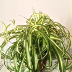 Location: Orangeburg, SC
Date: 2014-05-21
Spider plant, Bonnie variegated